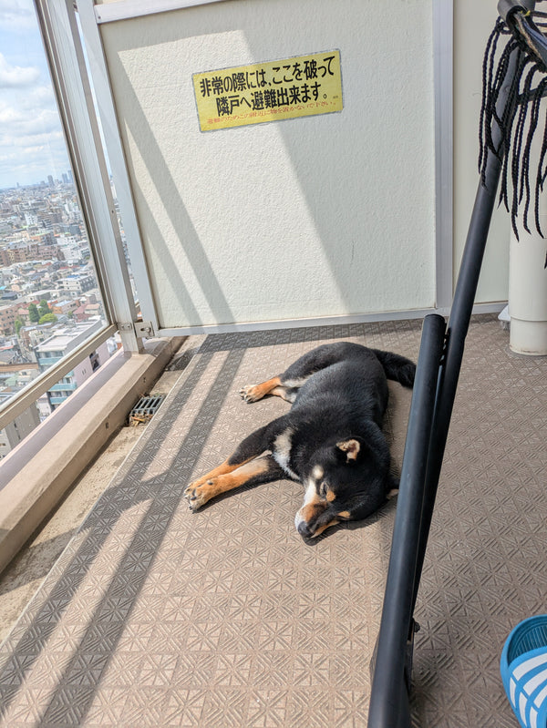 また気温が上がってきたぞ!
