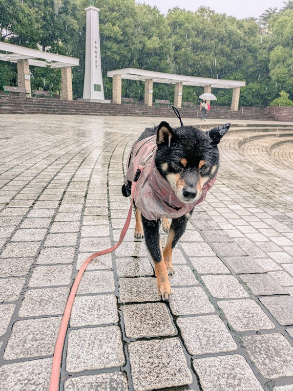 早く梅雨明けないかな☔