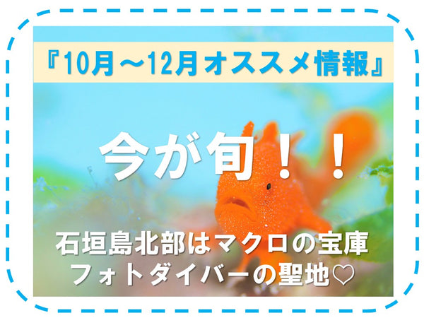 今が旬！10月,11月,12月の海の見所