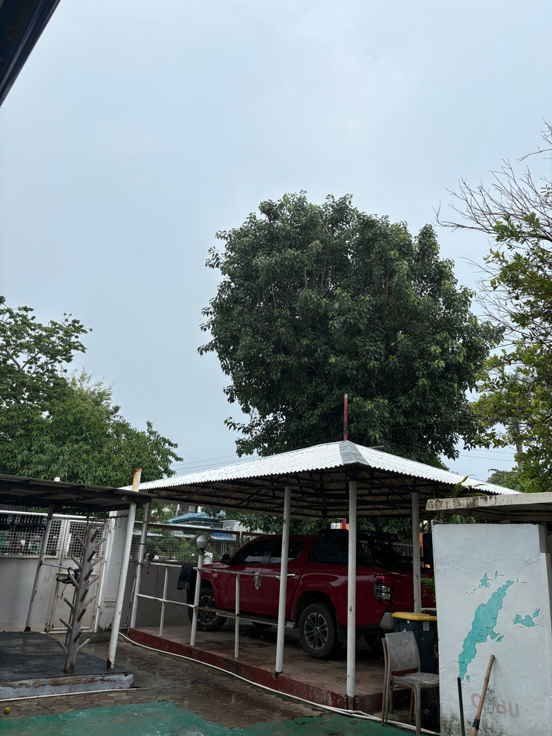 雨が燦々