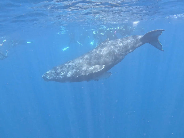クジラと泳ごう