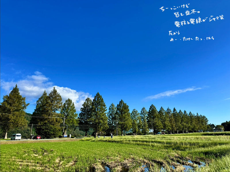 今年の観光はここにいったよ～