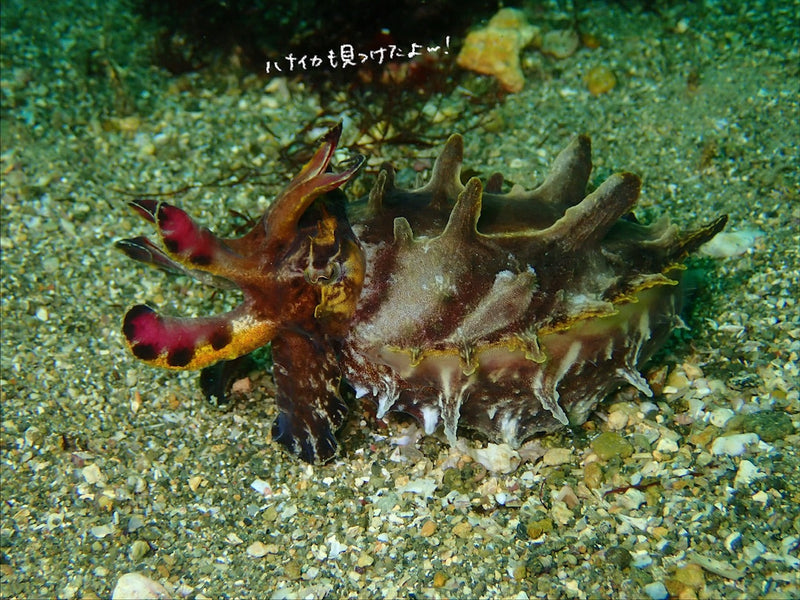 イカとタコの可愛さに悶絶した海でした