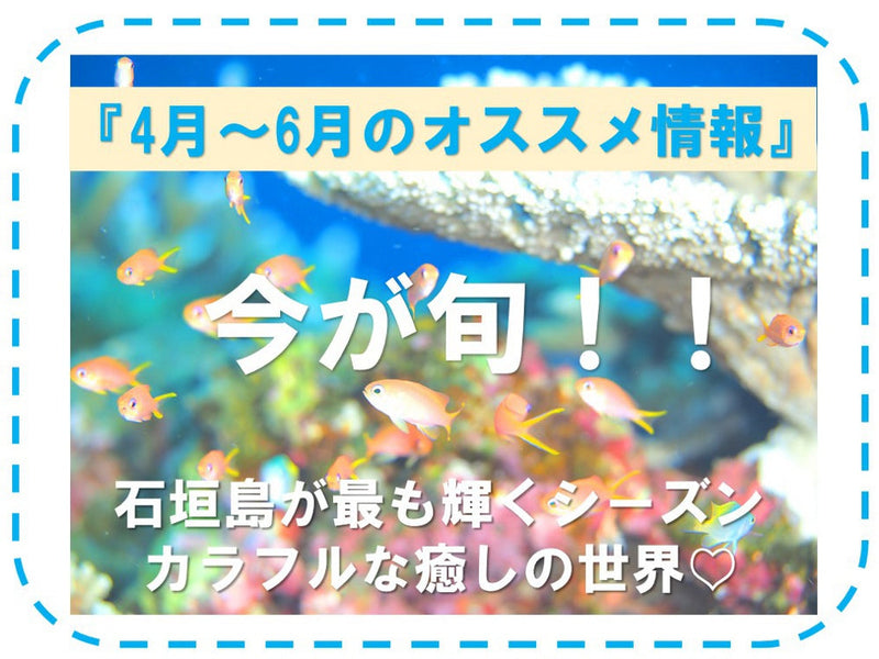 今が旬！4月,5月,6月の海の見所