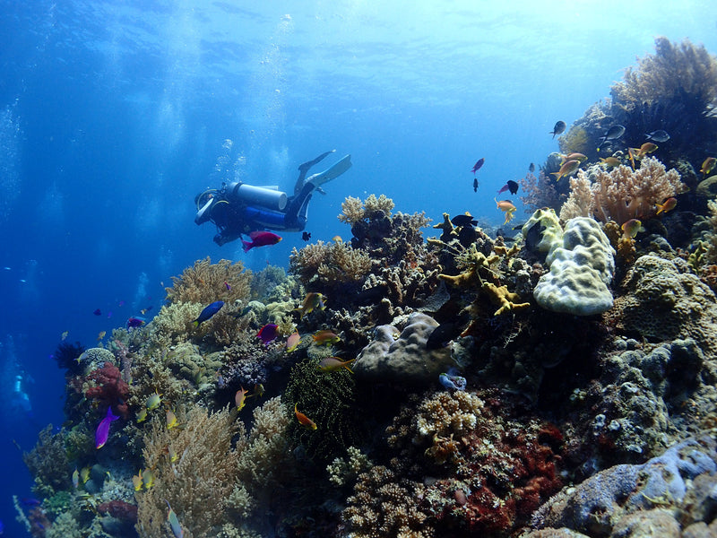 ファンダイビング FUNDIVING