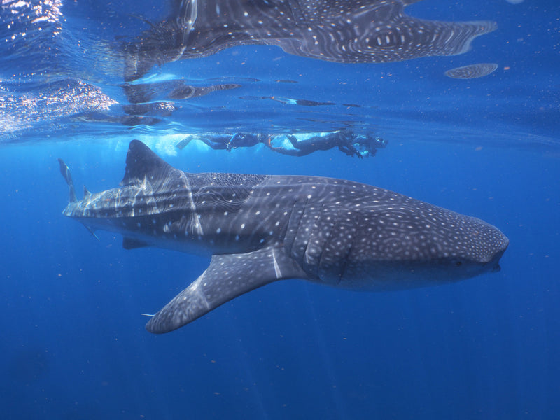ジンベイザメツアー WHALESHARK TOUR